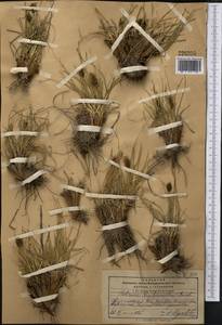 Carex deasyi (C.B.Clarke) O.Yano & S.R.Zhang, Средняя Азия и Казахстан, Памир и Памиро-Алай (M2) (Киргизия)