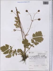 Гравилат крупнолистный Willd., Америка (AMER) (Канада)