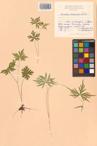 Борец Кузеневой Vorosch., Сибирь, Дальний Восток (S6) (Россия)