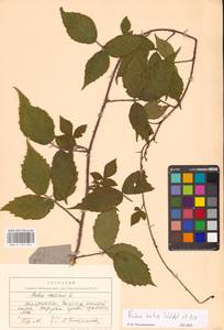 Ежевика щетинистая Waldst. & Kit., Восточная Европа, Западно-Украинский район (E13) (Украина)