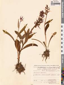 Пальчатокоренник остистый (Fisch. ex Lindl.) Soó, Сибирь, Чукотка и Камчатка (S7) (Россия)