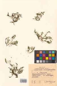 Болотник обоеполый L., Сибирь, Дальний Восток (S6) (Россия)