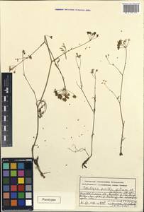 Seselopsis pusilla M.G. Pimenov & T.V. Lavrova, Средняя Азия и Казахстан, Памир и Памиро-Алай (M2) (Киргизия)