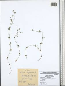 Подмаренник топяной L., Восточная Европа, Центральный район (E4) (Россия)