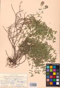 MHA 0 157 595, Чабрец, Восточная Европа, Восточный район (E10) (Россия)