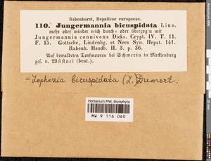 Cephalozia bicuspidata (L.) Dumort., Гербарий мохообразных, Мхи - Америка (BAm) (США)