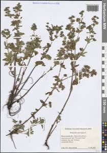 Лапчатка норвежская L., Восточная Европа, Северный район (E1) (Россия)