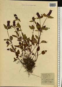 Черноголовка обыкновенная L., Восточная Европа, Московская область и Москва (E4a) (Россия)