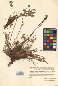 Остролодочник Майделя Trautv., Сибирь, Чукотка и Камчатка (S7) (Россия)