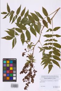 Рябинник рябинолистный (L.) A.Braun, Восточная Европа, Московская область и Москва (E4a) (Россия)