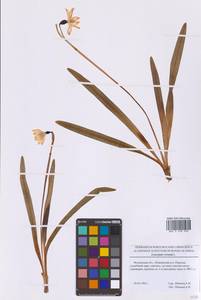 Белоцветник весенний L., Восточная Европа, Московская область и Москва (E4a) (Россия)