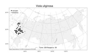 Viola uliginosa, Фиалка топяная Besser, Атлас флоры России (FLORUS) (Россия)