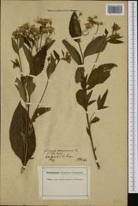 Крестовник яйцевидный (G. Gaertn., E. Mey. & Scherb.) Willd., Западная Европа (EUR) (Германия)