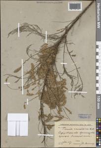 Гребенщик многоветвистый, Гребенщик ветвистый Ledeb., Восточная Европа, Нижневолжский район (E9) (Россия)