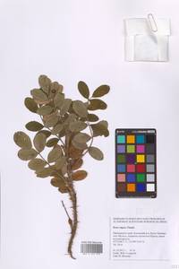 Шиповник морщинистый Thunb., Сибирь, Дальний Восток (S6) (Россия)