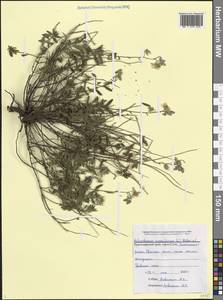 Солнцецвет монетолистный (L.) Mill., Кавказ, Черноморское побережье (от Новороссийска до Адлера) (K3) (Россия)