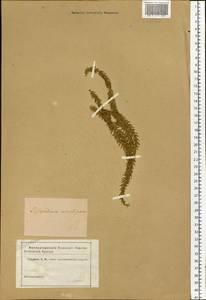 Spinulum annotinum subsp. annotinum, Сибирь и Дальний Восток (без точных местонахождений) (S0) (Россия)