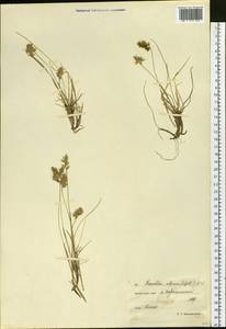 Anthoxanthum monticola (Bigelow) Veldkamp, Сибирь, Чукотка и Камчатка (S7) (Россия)