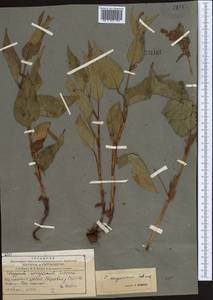Koenigia songarica (Schrenk) T. M. Schust. & Reveal, Средняя Азия и Казахстан, Северный и Центральный Тянь-Шань (M4) (Казахстан)