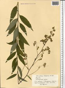 Бубенчик лилиелистный (L.) A.DC., Восточная Европа, Средневолжский район (E8) (Россия)