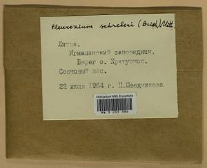 Pleurozium schreberi (Willd. ex Brid.) Mitt., Гербарий мохообразных, Мхи - Прибалтика (B1) (Литва)