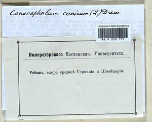 Conocephalum conicum (L.) Dumort., Гербарий мохообразных, Мхи - Западная Европа (BEu) (Неизвестно)