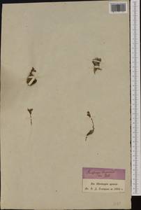Saxifraga diapensioides Bellardi, Западная Европа (EUR) (Швейцария)