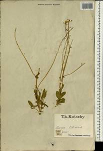 Brassicaceae, Зарубежная Азия (ASIA) (Турция)