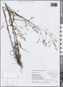 Костер полевой L., Восточная Европа, Центральный район (E4) (Россия)