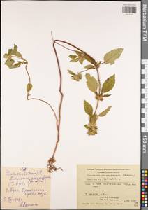 Пикульник обыкновенный L., Восточная Европа, Центральный район (E4) (Россия)