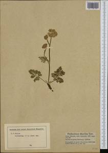 Mutellina adonidifolia (J. Gay) Gutermann, Западная Европа (EUR) (Австрия)