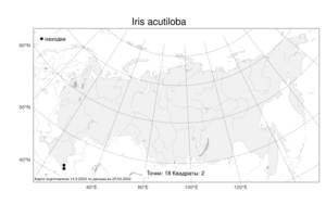 Iris acutiloba, Ирис остролистный C.A.Mey., Атлас флоры России (FLORUS) (Россия)