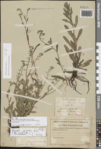 Незабудка скорпионовидная L., Восточная Европа, Средневолжский район (E8) (Россия)