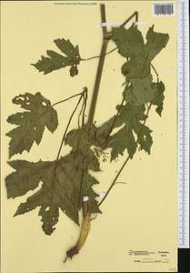 Борщевик обыкновенный L., Западная Европа (EUR) (Италия)