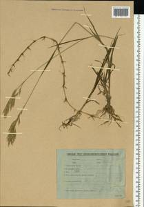 Костер безостый Leyss., Восточная Европа, Белоруссия (E3a) (Белоруссия)