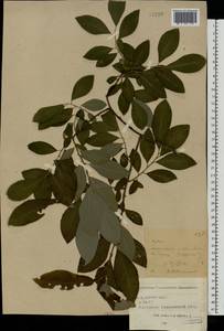 Ива [гибрид], Восточная Европа, Центральный лесостепной район (E6) (Россия)