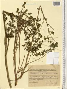 Златогоричник морозниковый (L.) Schur, Восточная Европа, Центральный лесостепной район (E6) (Россия)