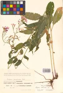 Вечерница сибирская L., Восточная Европа, Нижневолжский район (E9) (Россия)