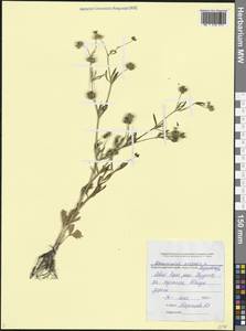 Лютик полевой L., Кавказ, Черноморское побережье (от Новороссийска до Адлера) (K3) (Россия)