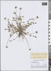 Стеноцелиум атамантовидный (M.Bieb.) Ledeb., Сибирь, Алтай и Саяны (S2) (Россия)