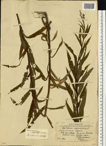 Иван-чай узколистный (L.) Scop., Восточная Европа, Западно-Украинский район (E13) (Украина)