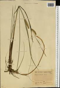 Осока носатая Stokes, Восточная Европа, Московская область и Москва (E4a) (Россия)