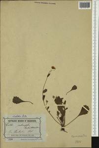 Calotis scabiosifolia F.Müll., Австралия и Океания (AUSTR) (Австралия)