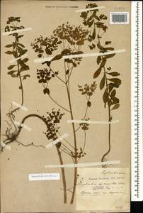 Молочай прямой, Молочай торчащий L., Кавказ, Краснодарский край и Адыгея (K1a) (Россия)