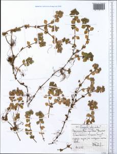 Crassula alsinoides (Hook. fil.) Engl., Африка (AFR) (Эфиопия)