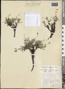 Колокольчик маргаритколистный, Кавказ, Северная Осетия, Ингушетия и Чечня (K1c) (Россия)