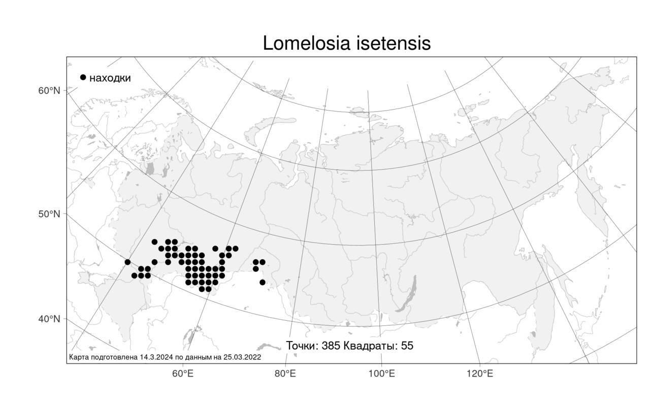 Lomelosia isetensis, Ломелозия исетская (L.) Soják, Атлас флоры России (FLORUS) (Россия)