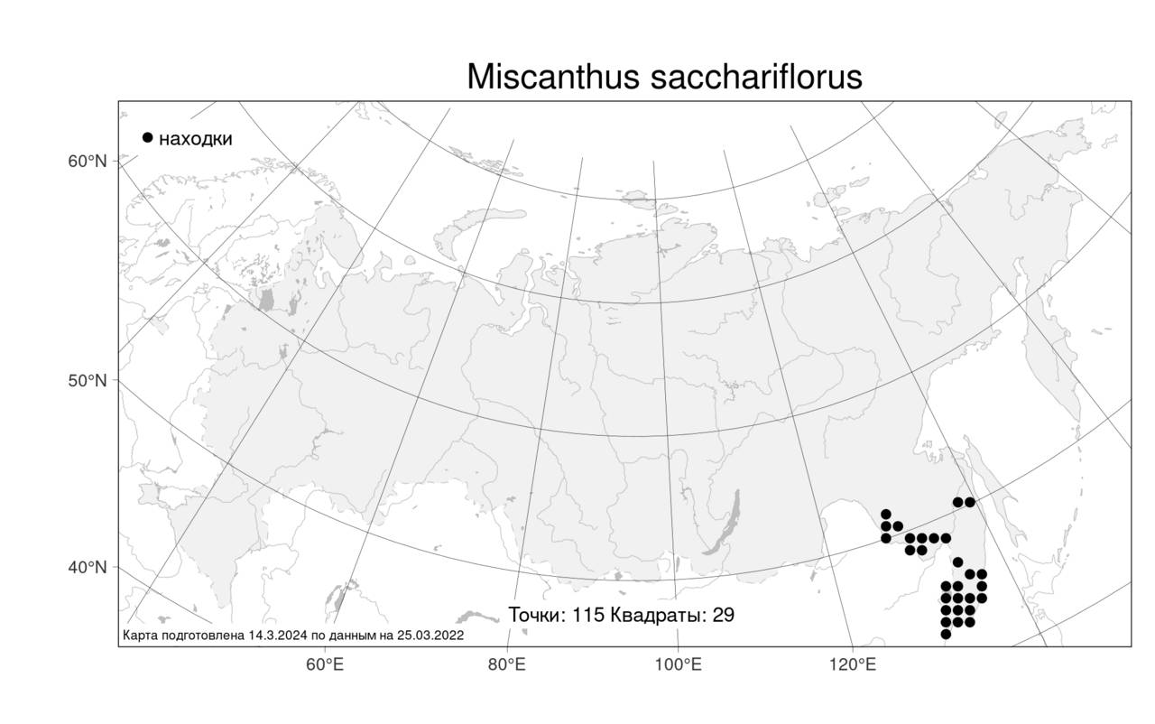 Miscanthus sacchariflorus, Веероцветник сахароцветный (Maxim.) Benth. & Hook.f. ex Franch., Атлас флоры России (FLORUS) (Россия)