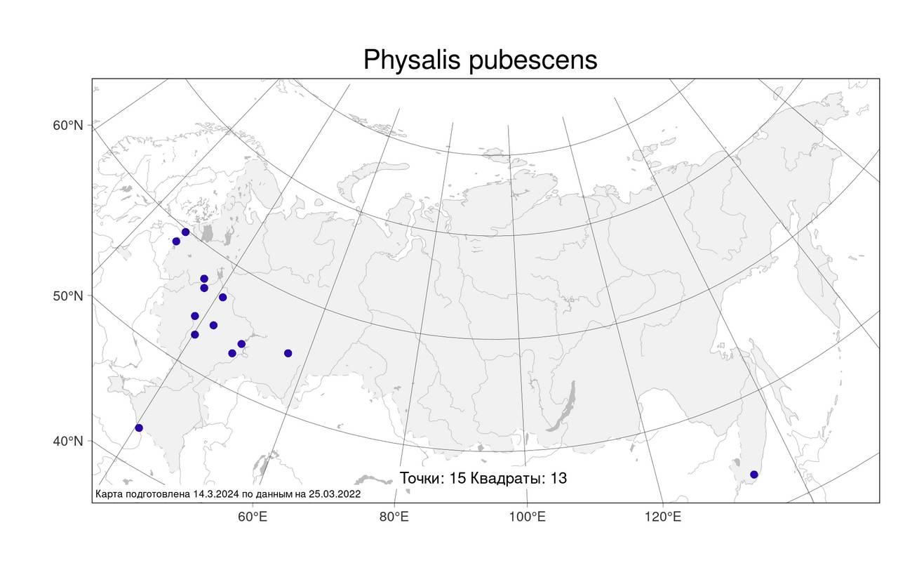 Physalis pubescens, Физалис пушистый L., Атлас флоры России (FLORUS) (Россия)