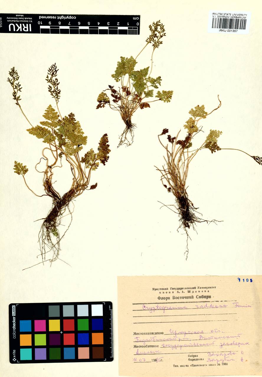 Криптограмма Радде (Fomin) Fraser-Jenk., Сибирь, Прибайкалье и Забайкалье (S4) (Россия)